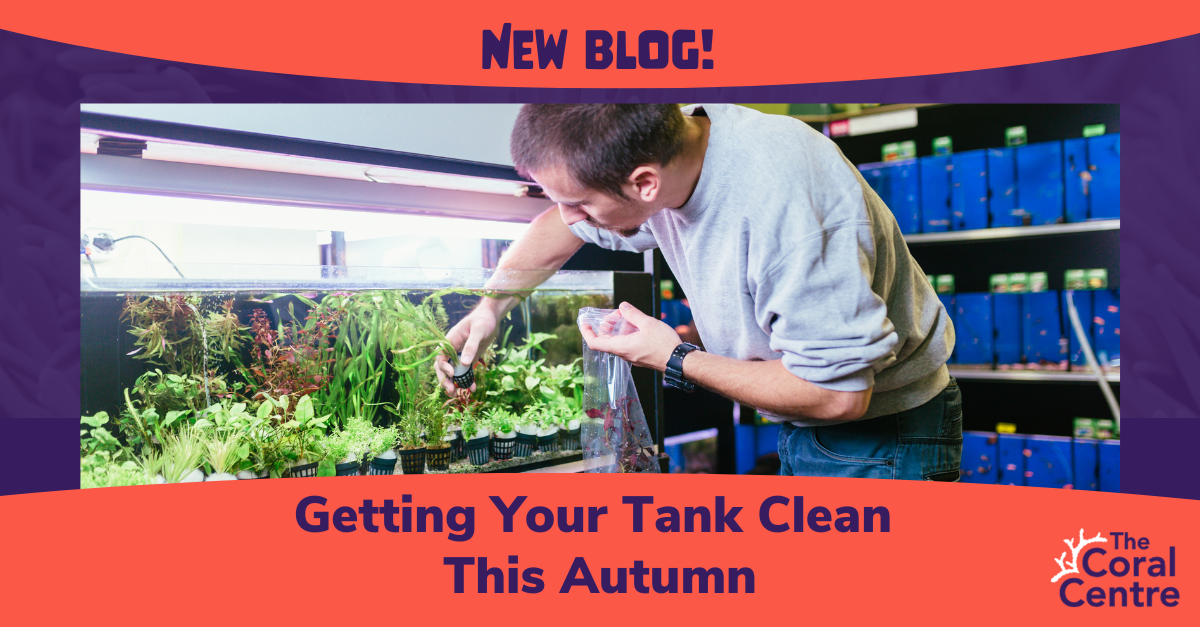 Getting Your Tank Clean This Autumn