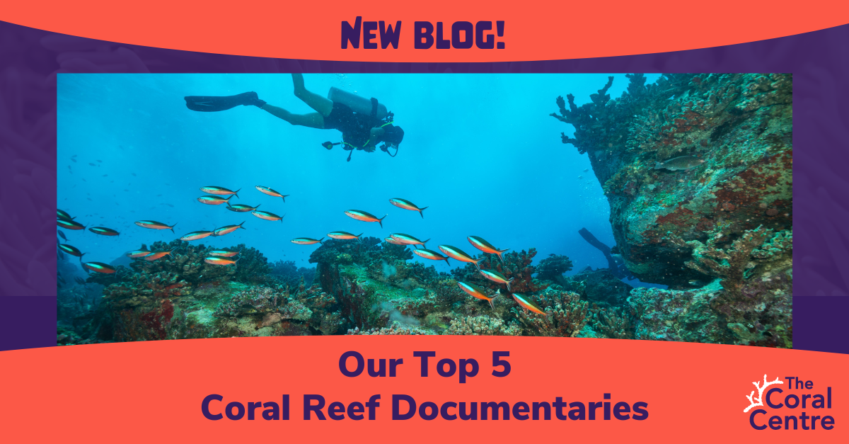 Our Top 5 Coral Reef Documentaries