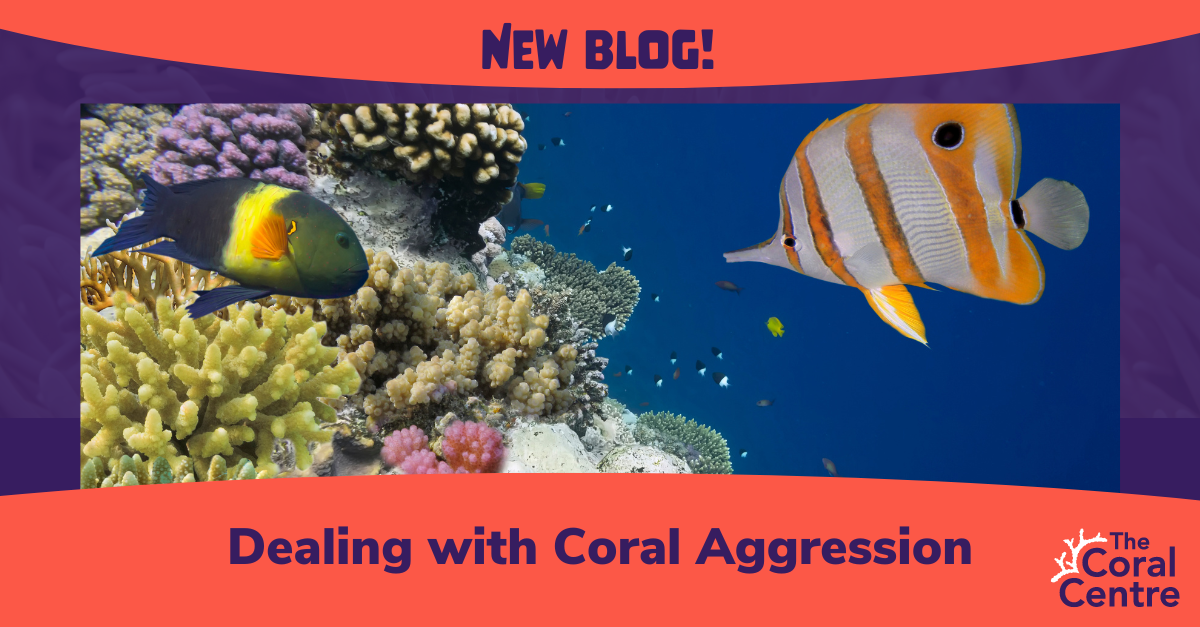 Dealing with Coral Aggression