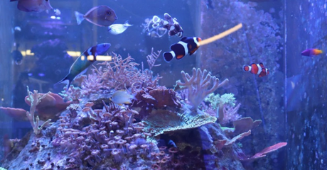Father’s Day Gift Ideas for the Aquarium Hobbyist
