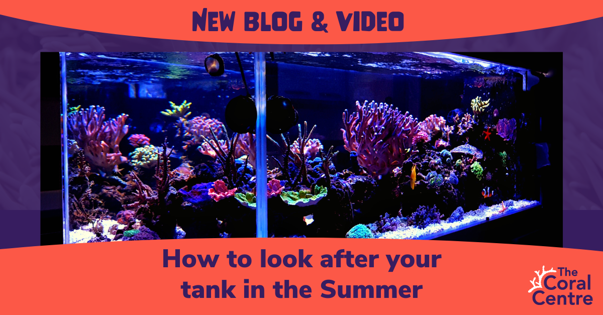 How to look after your tank in the Summer