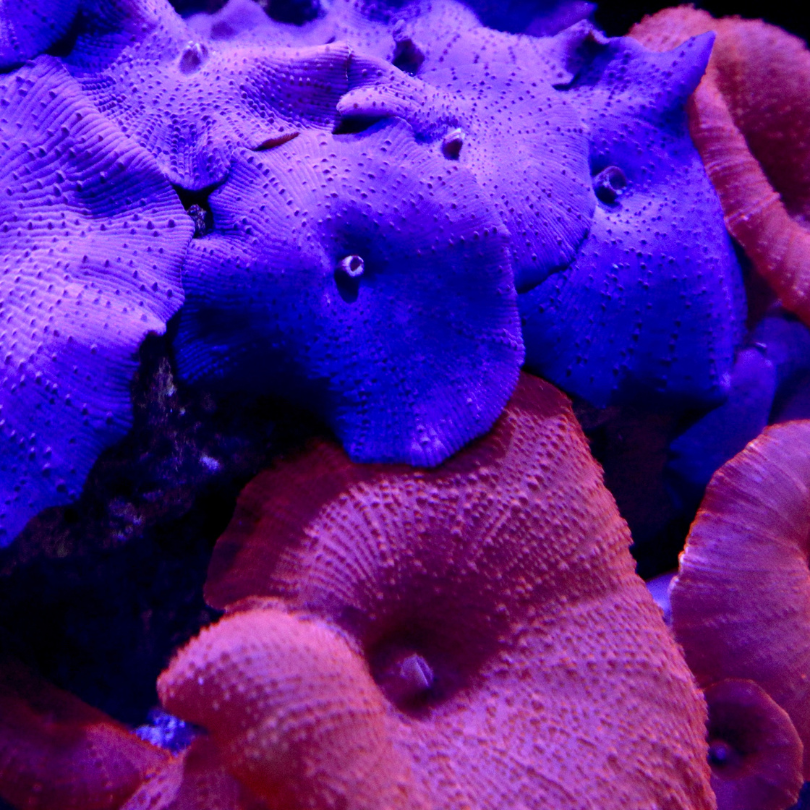 Top 5 corals for beginners in the hobby