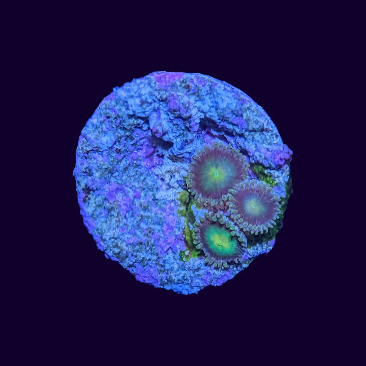 Zoa Frag
