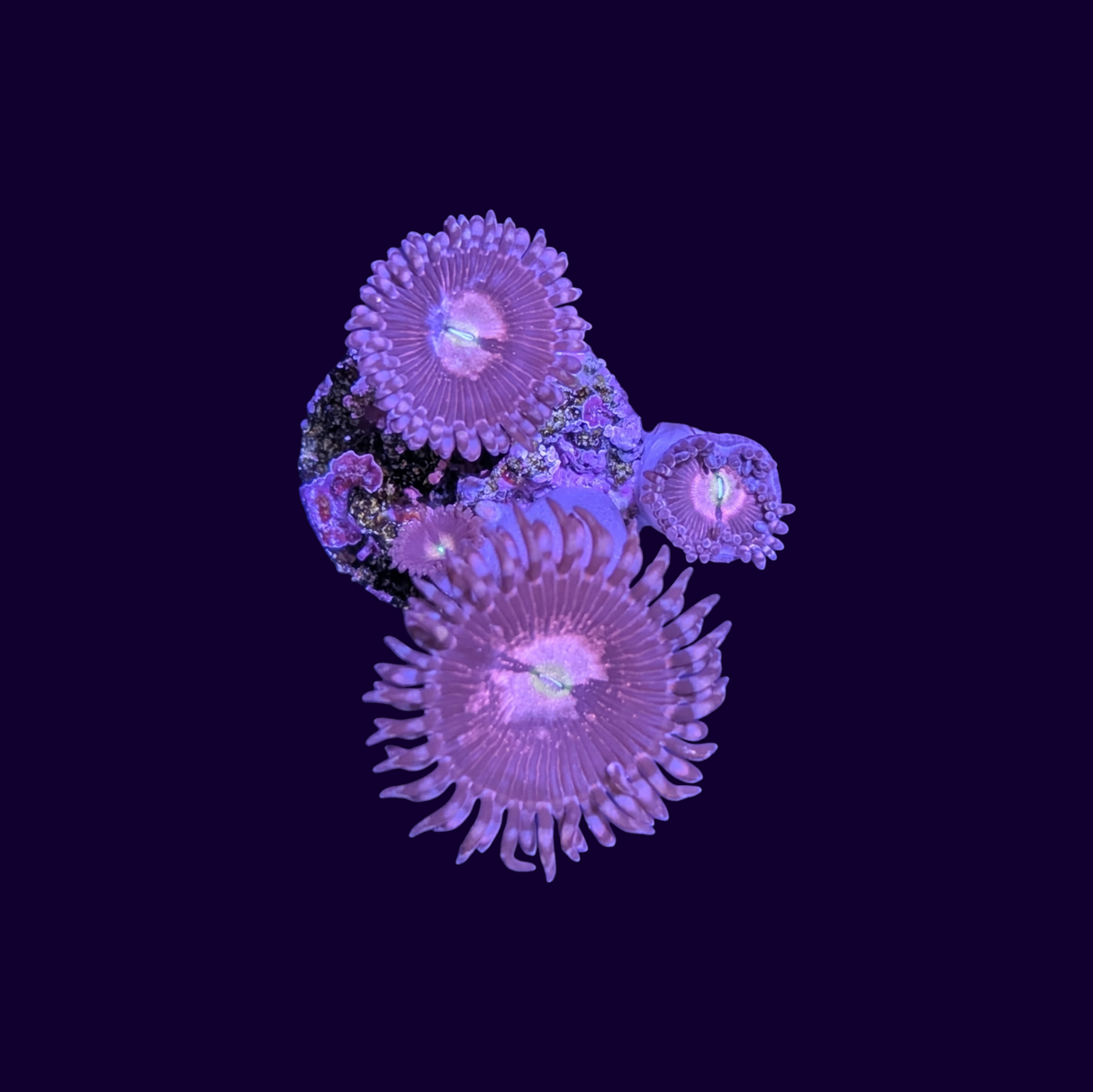 Purple Bees Zoa