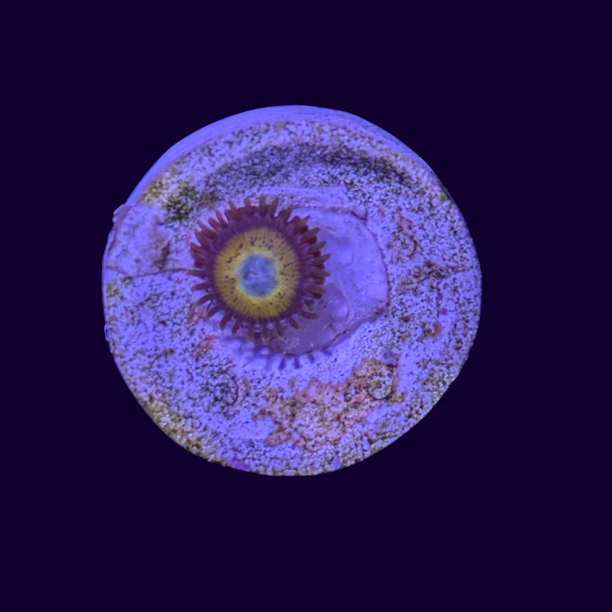 Scrambled Egg Zoa