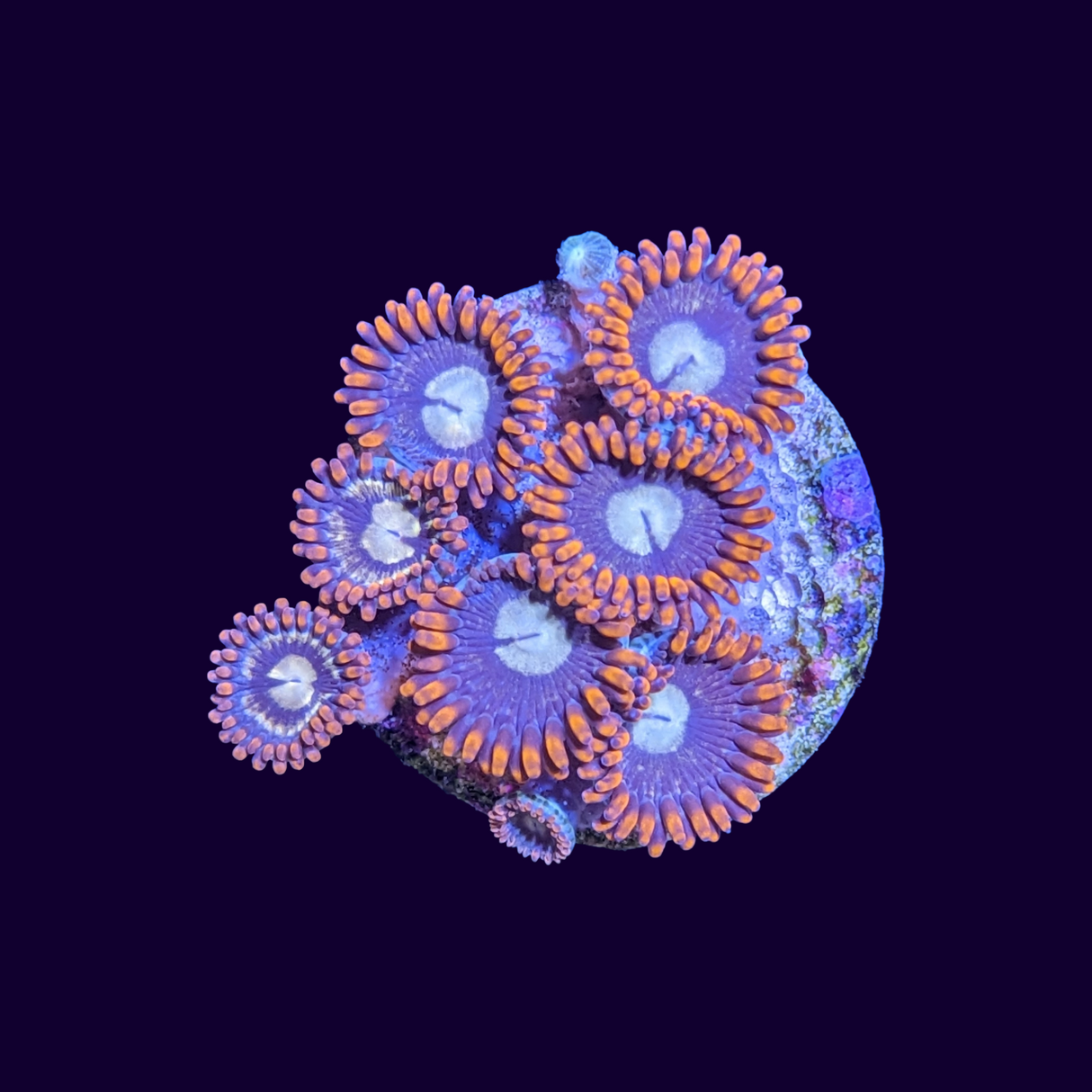 Fire and Ice Zoa Frag