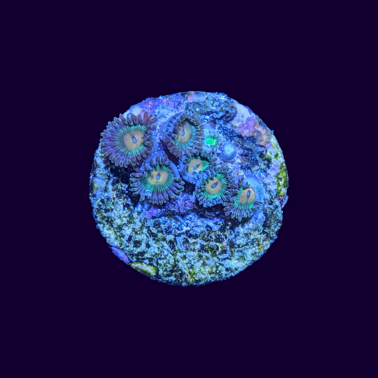 Zoa Frag