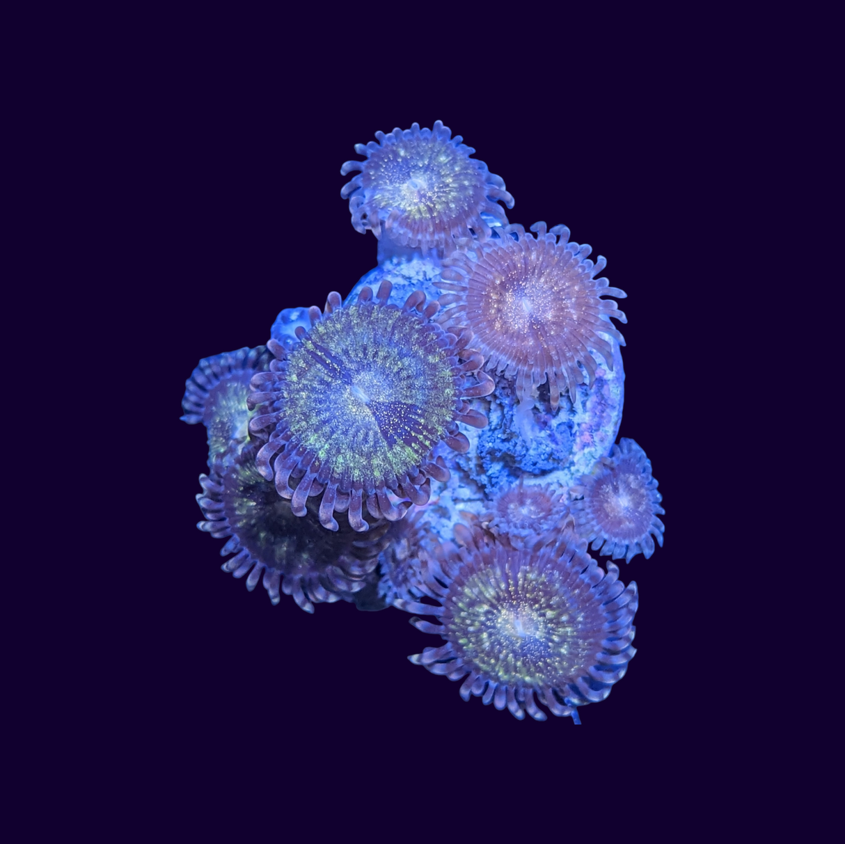 Reverse Space Monster Zoa Frag