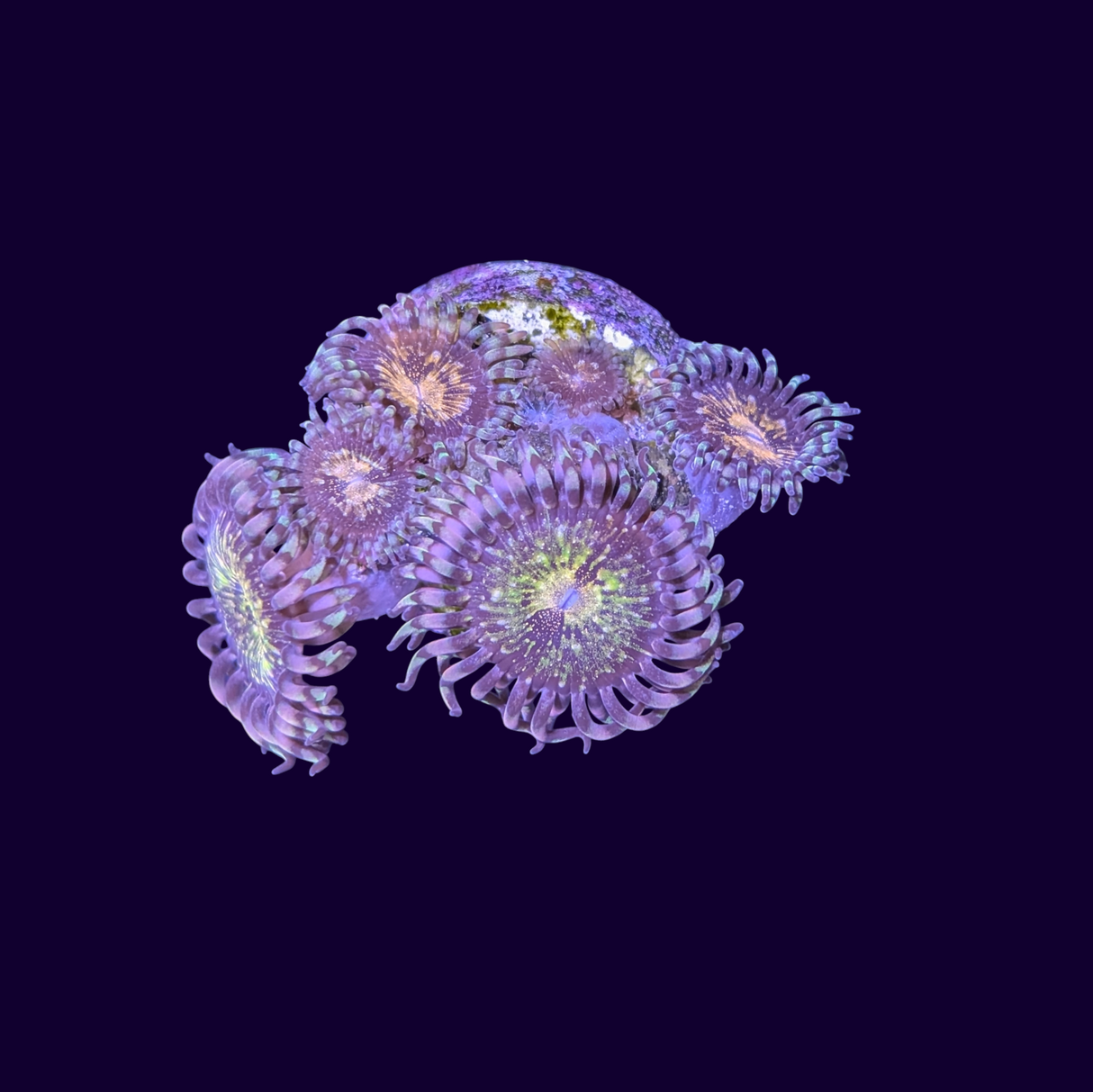 Reverse Space Monster Zoa