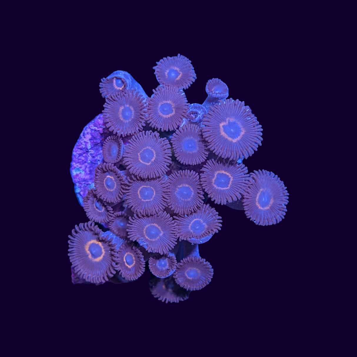 Bullseye Zoa Frag