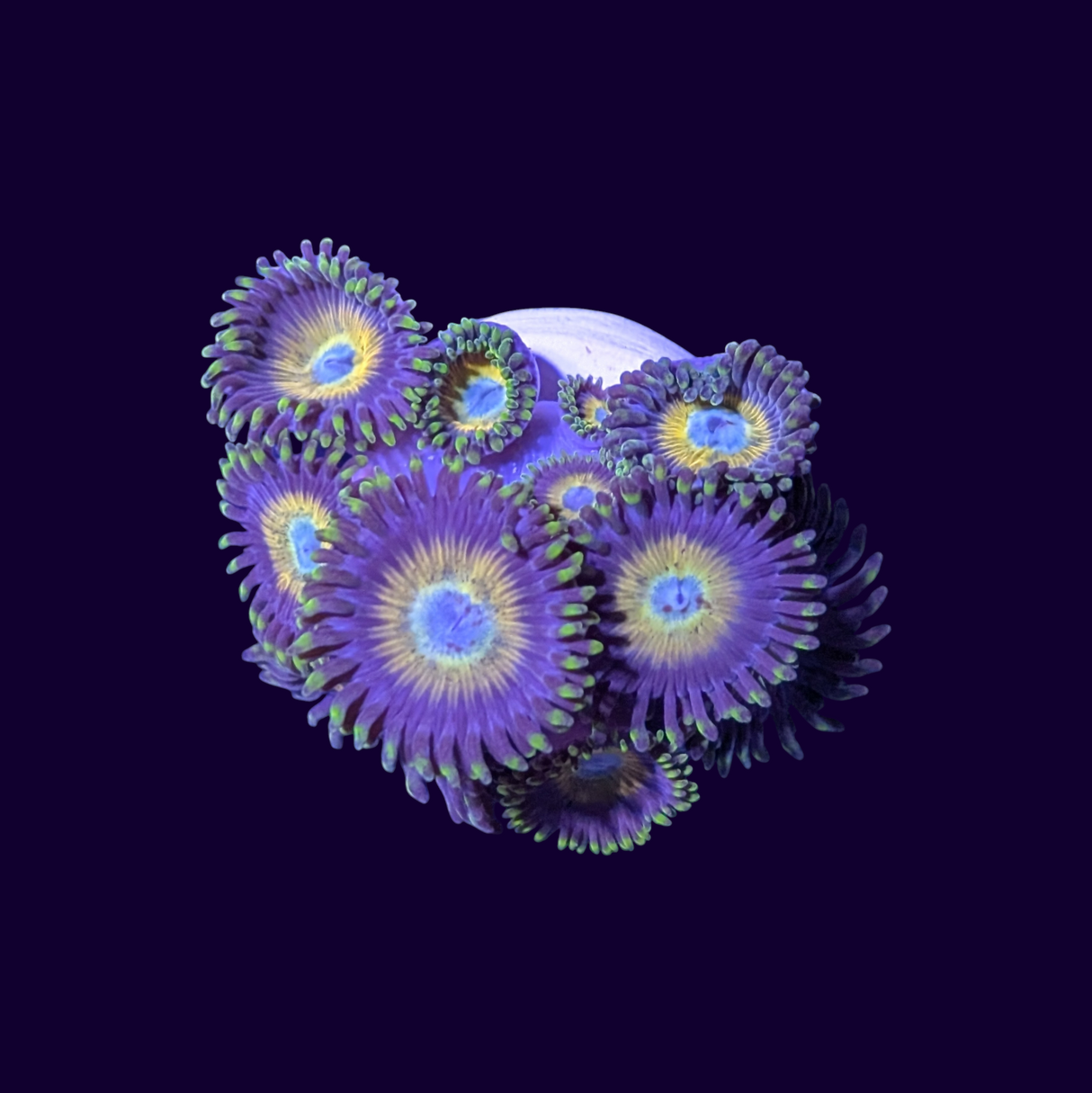Scrambled Egg Zoas