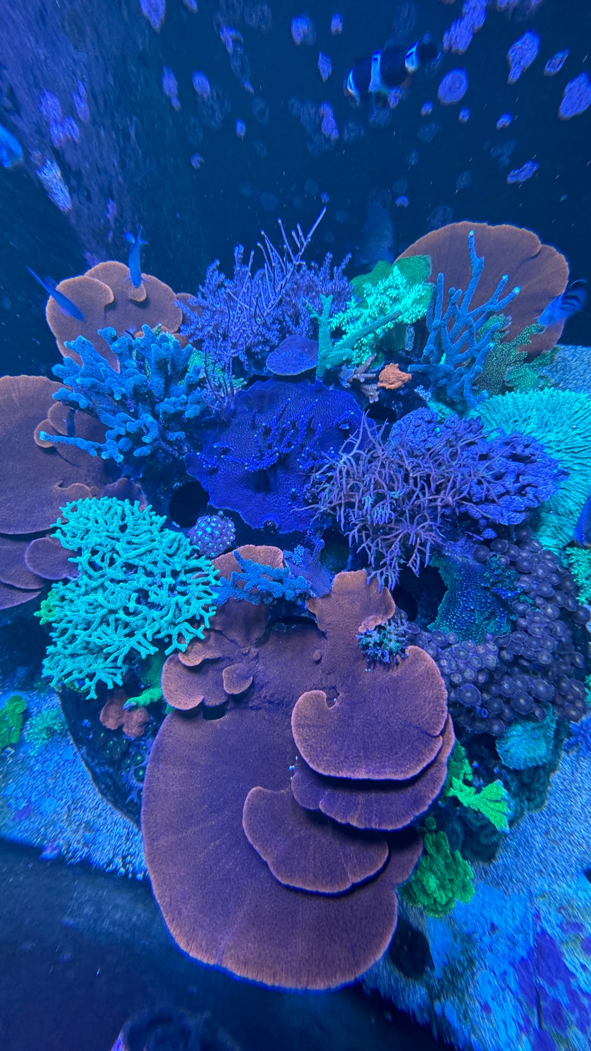CoralPod® – Sponsor a Biodiversity Pod in Bali