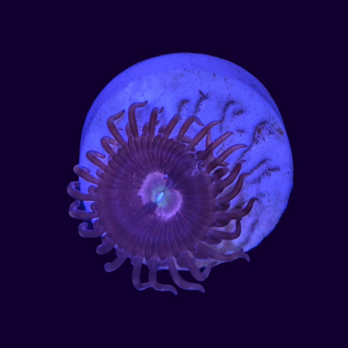 Purple Bee Zoa Frag - 1 Head