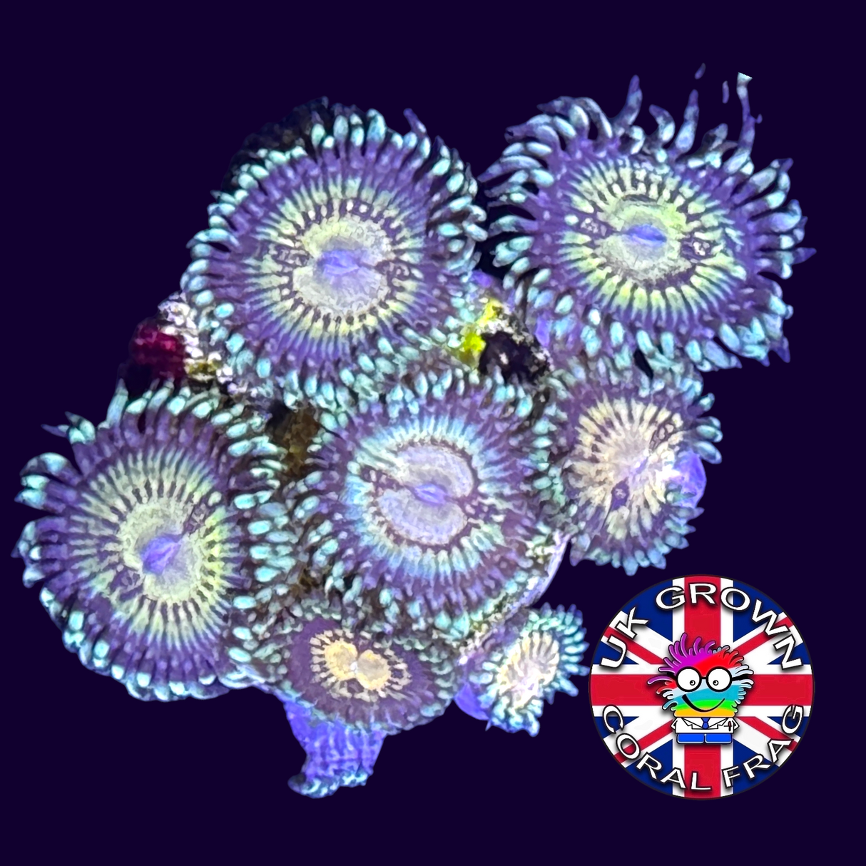 Zoa Frag UK Grown