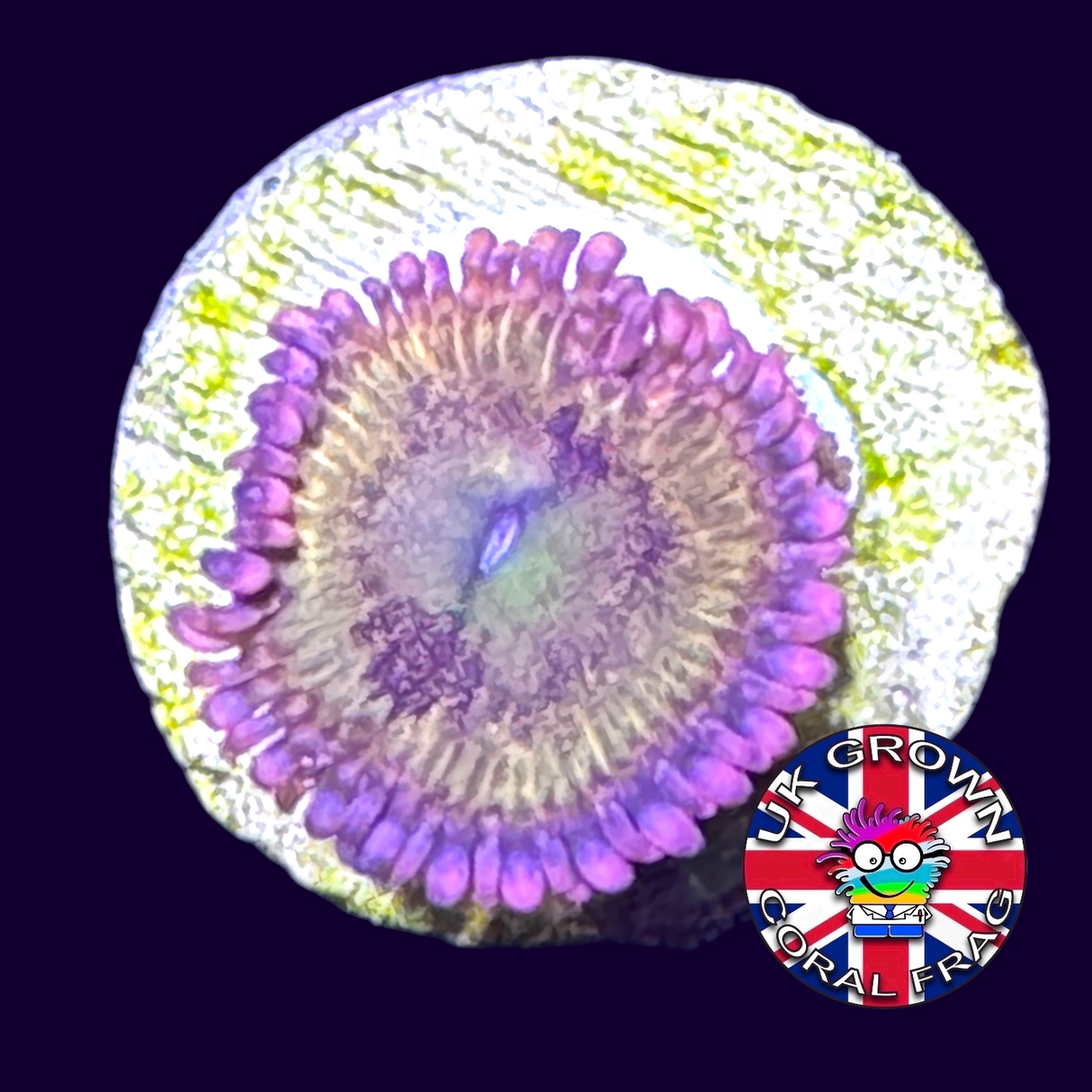 Zoa Frag UK Grown