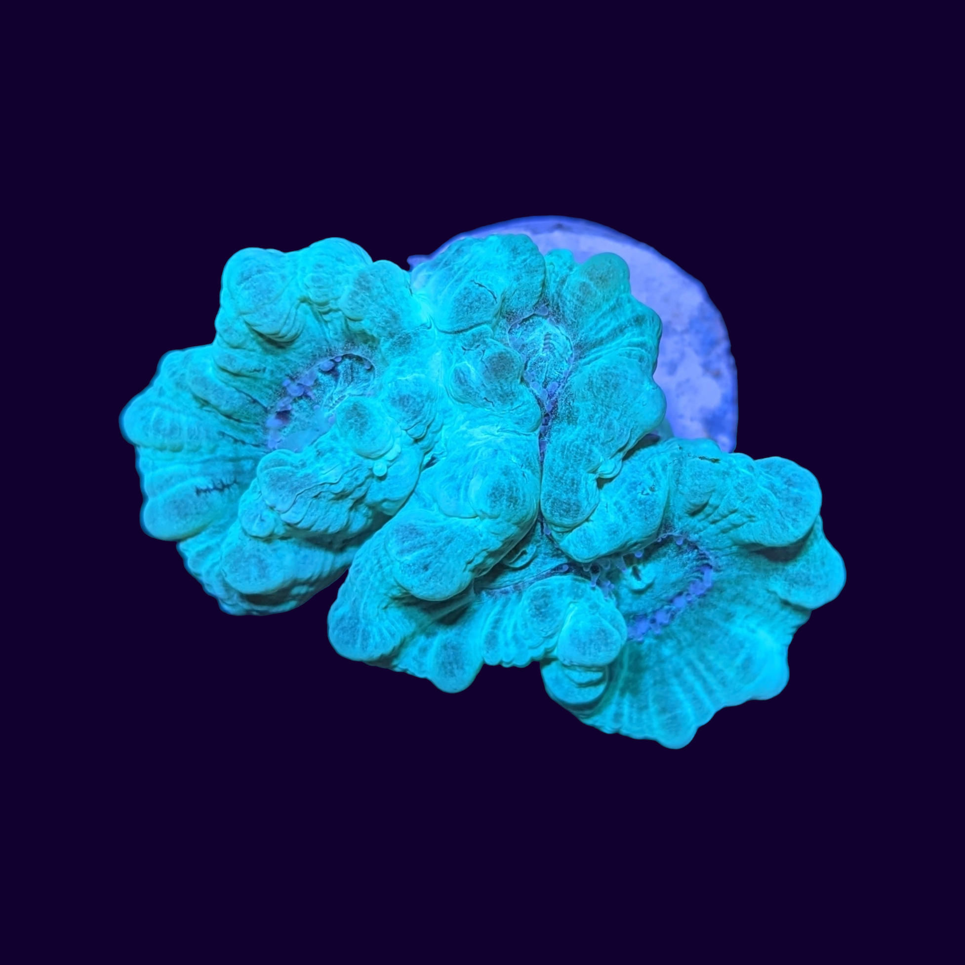 BlueGreen Candy Cane thecoralcentre