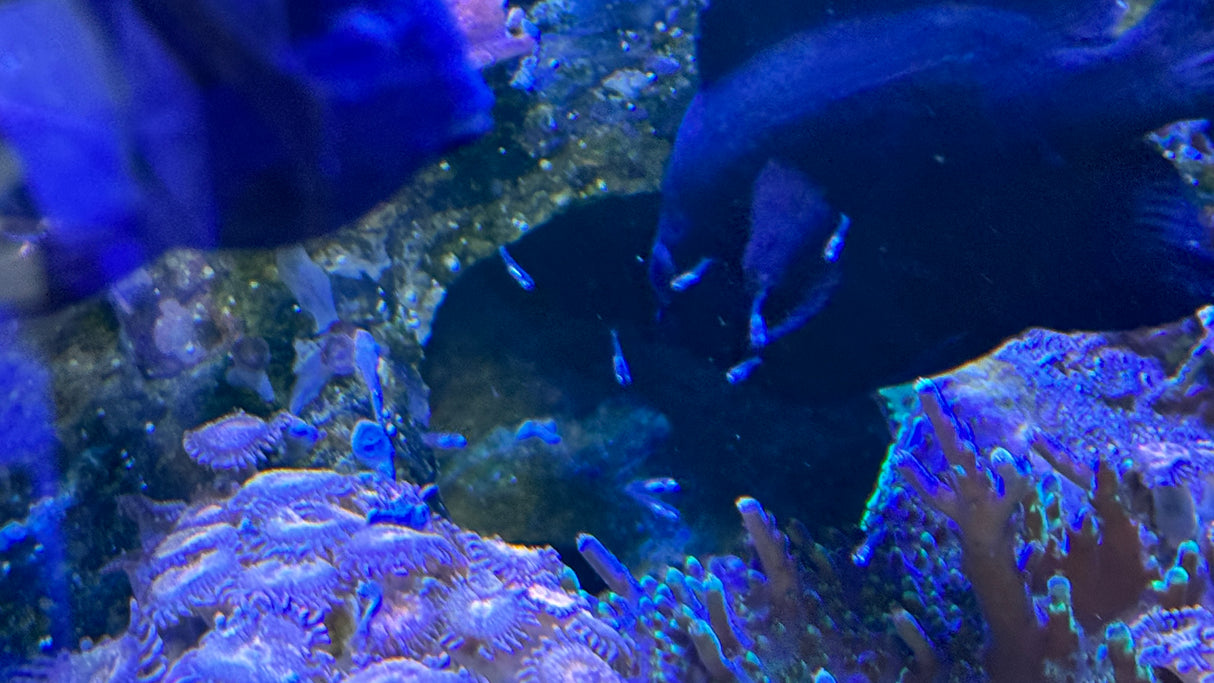 CoralPod® – Sponsor a Biodiversity Pod in Bali