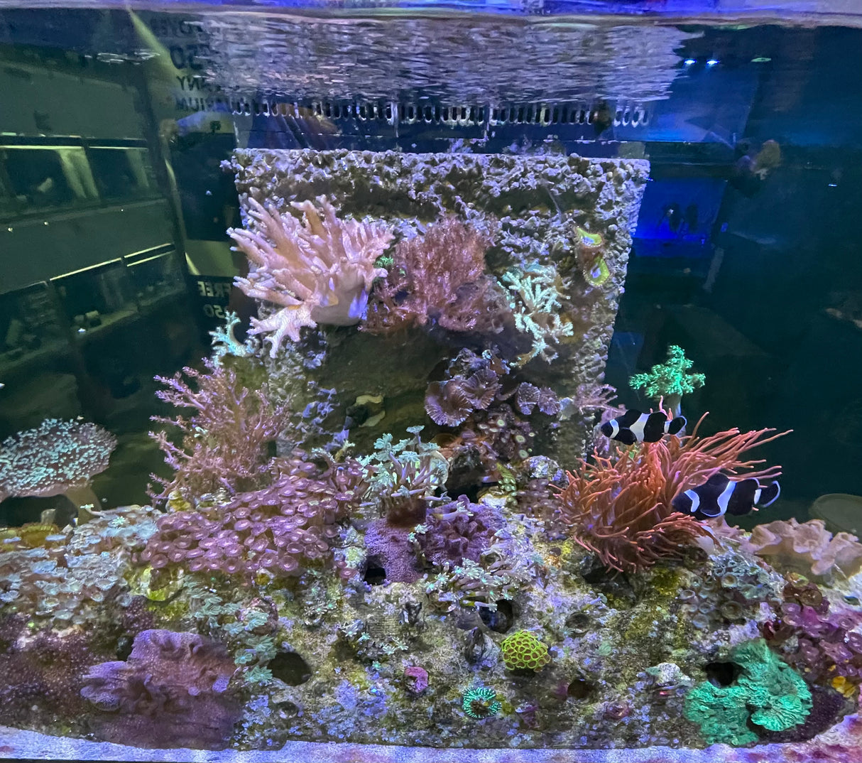 Aquarium Back Panel  (Collection Only)