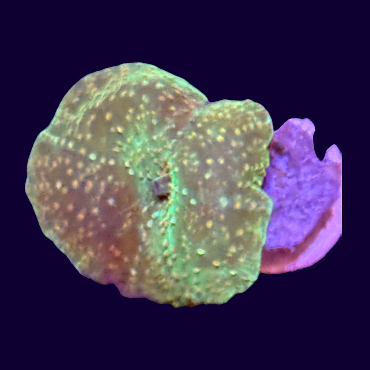 Discosoma Mushroom Green with Orange spots