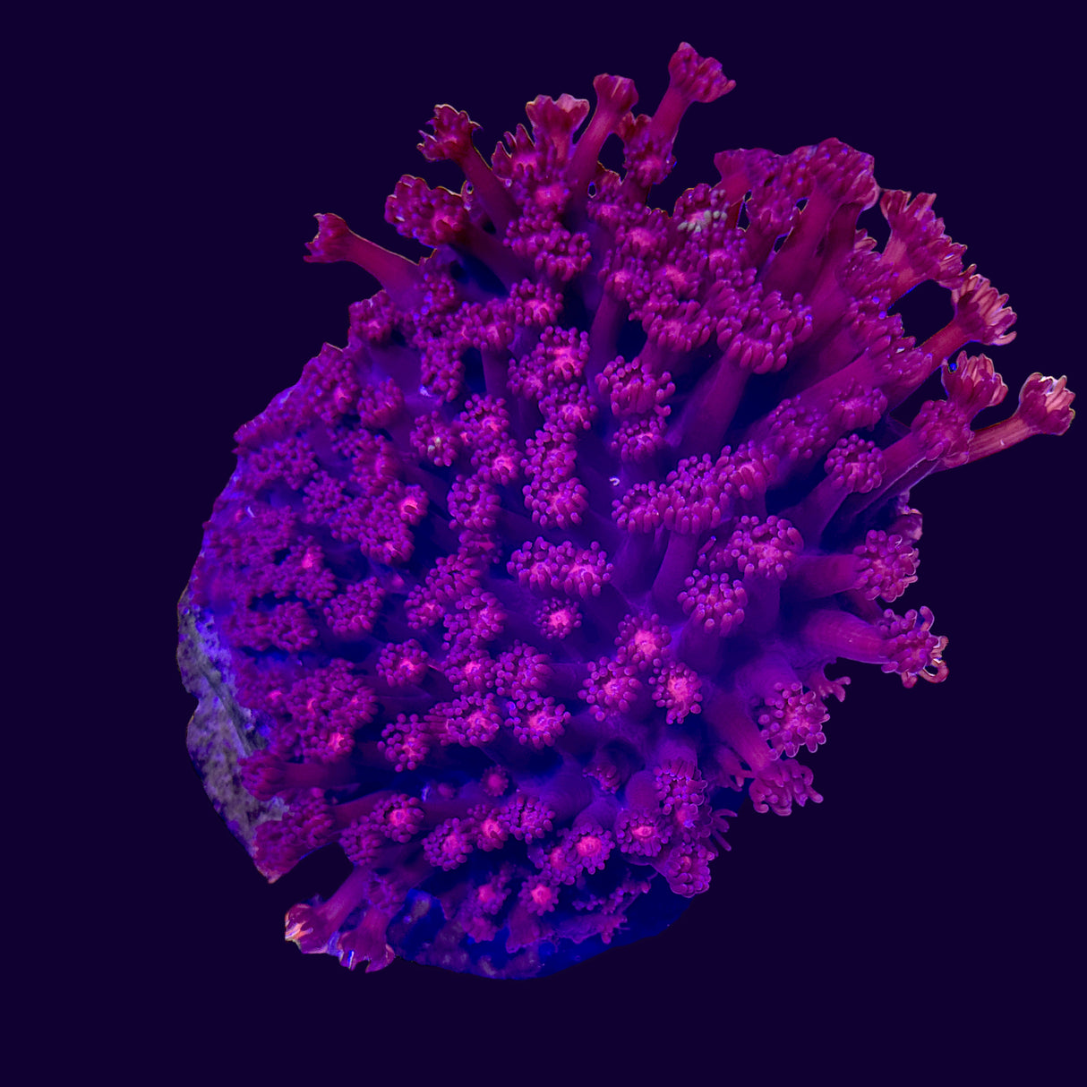 Goniopora Pink Colony