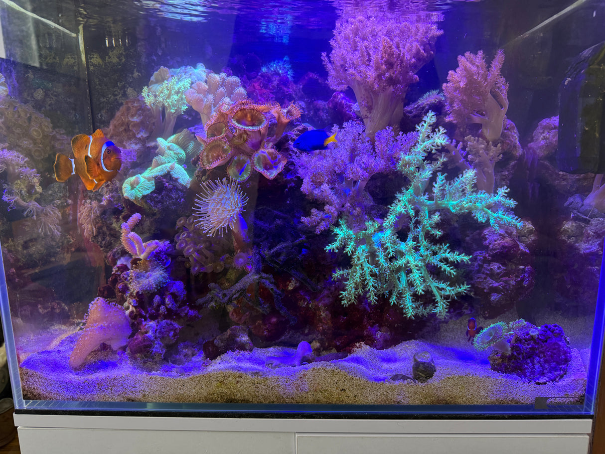 Aqua One MiniReef 120 Marine Bundle Set