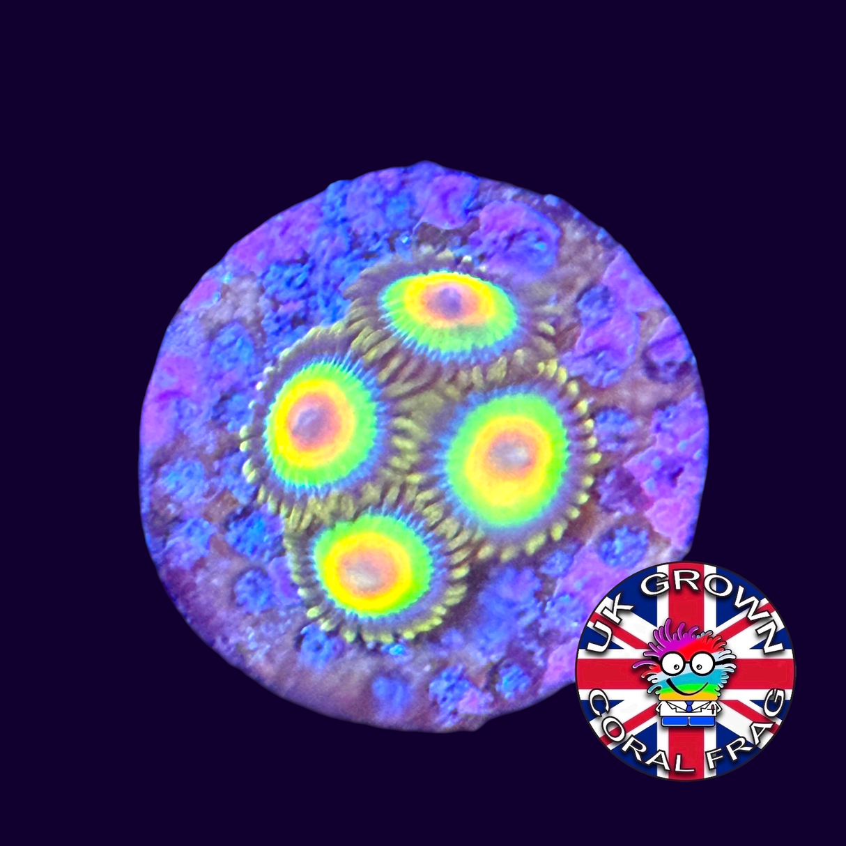 Rasta Zoas