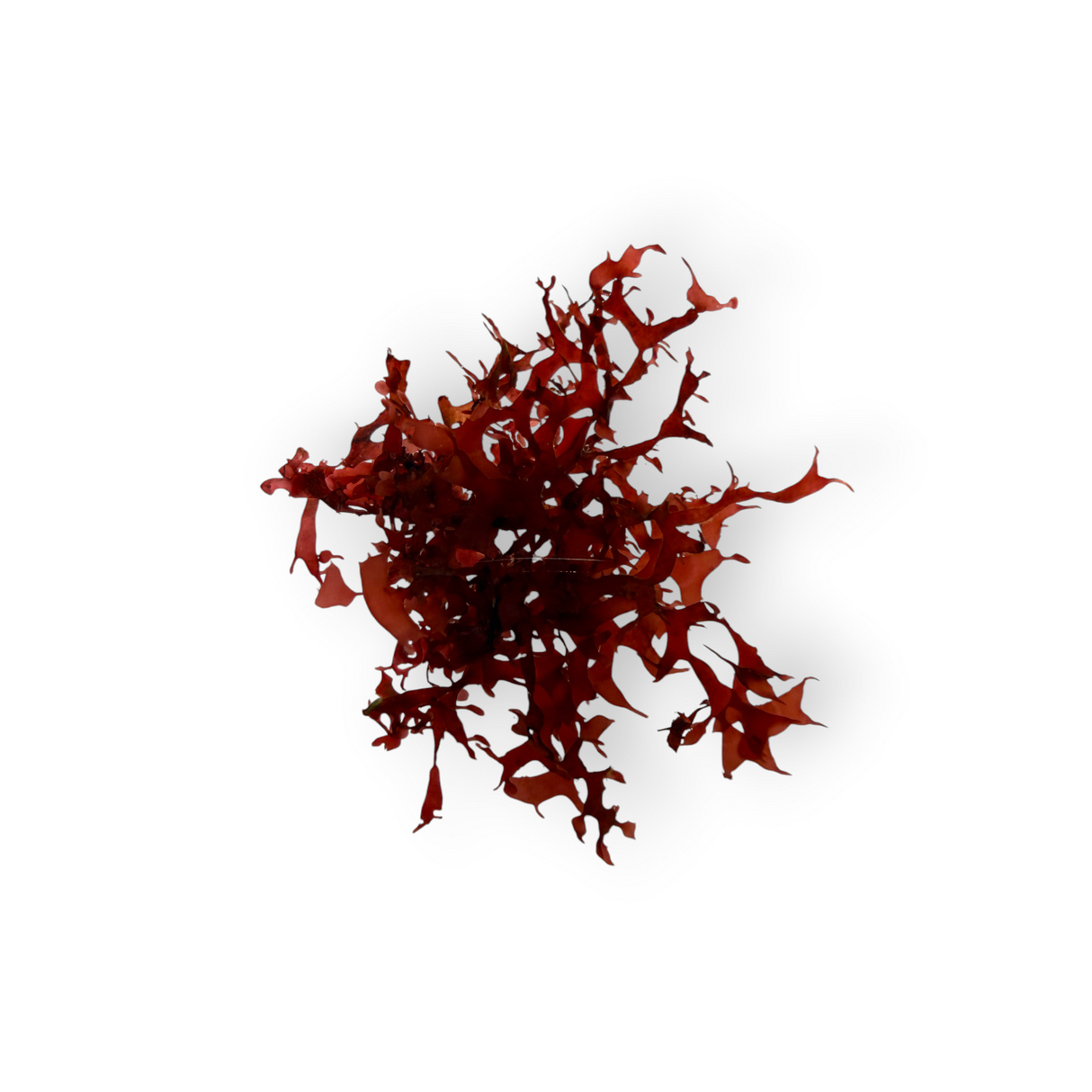 Gracilaria Mammillaris Algae