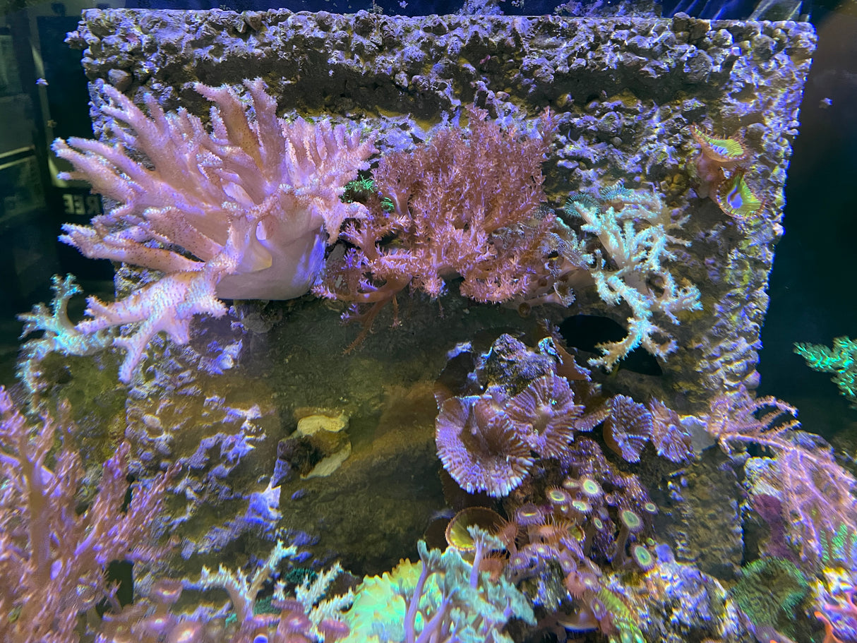 Aquarium Back Panel  (Collection Only)
