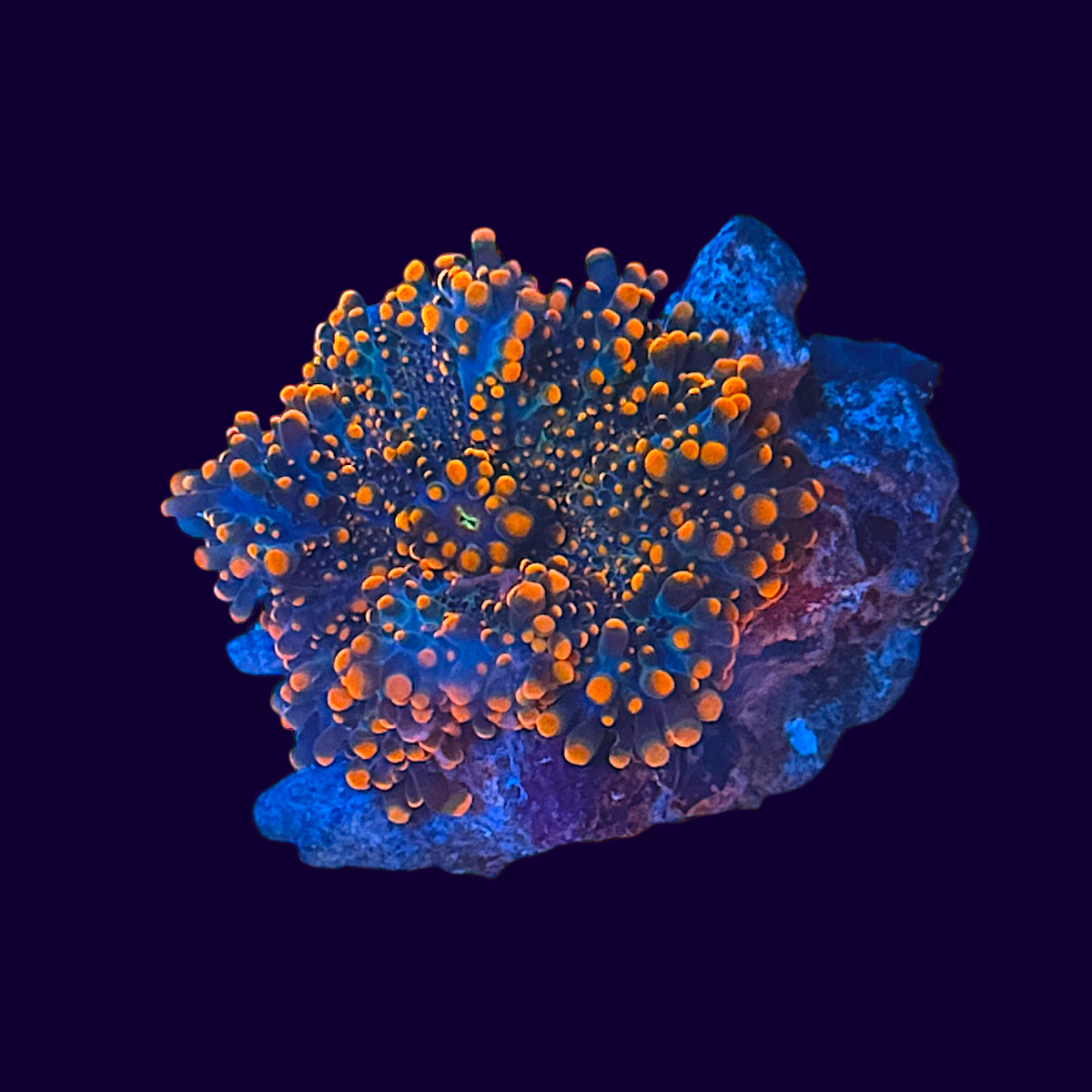 Ricordea Mushroom