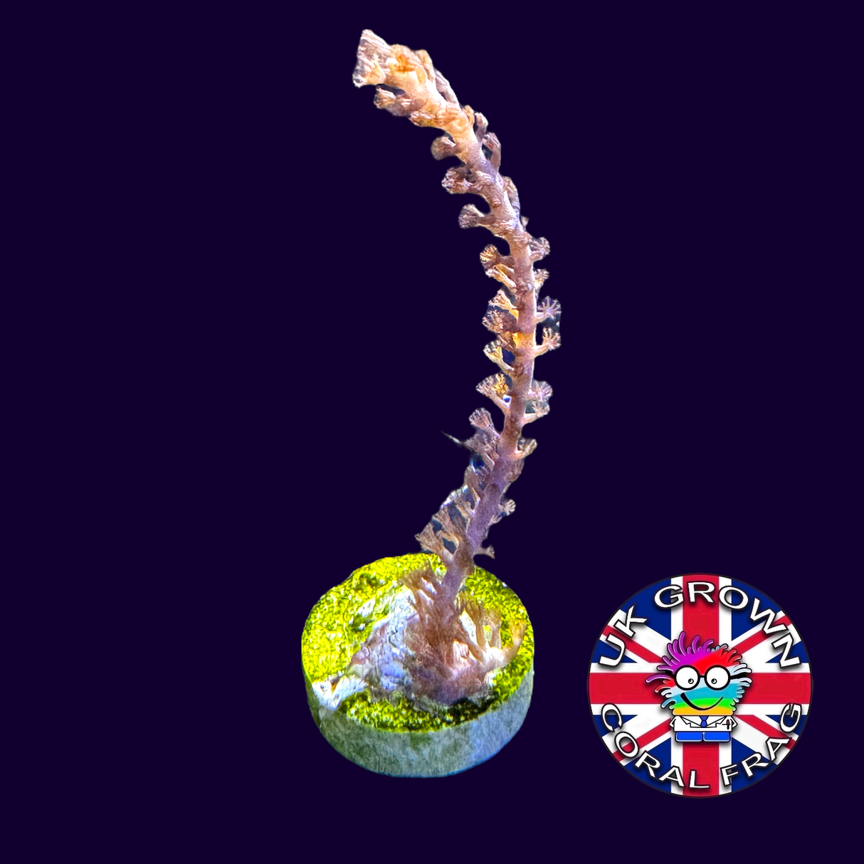 Large photosynthetic Gorgonian (UK Grown)