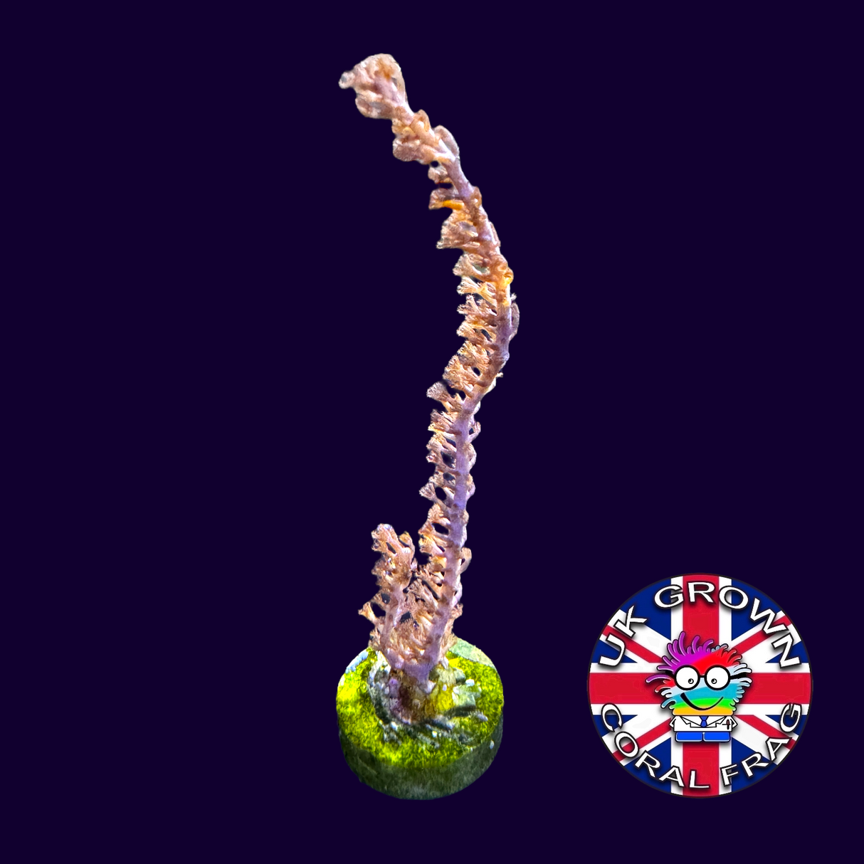 Large photosynthetic Gorgonian (UK Grown)