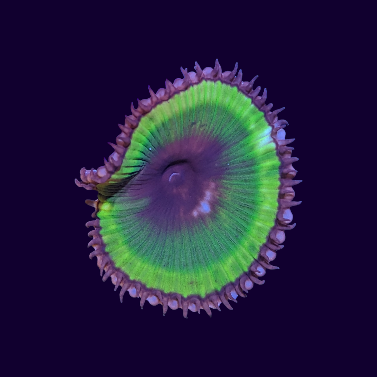 Grandis Paly Zoa (UK Grown)