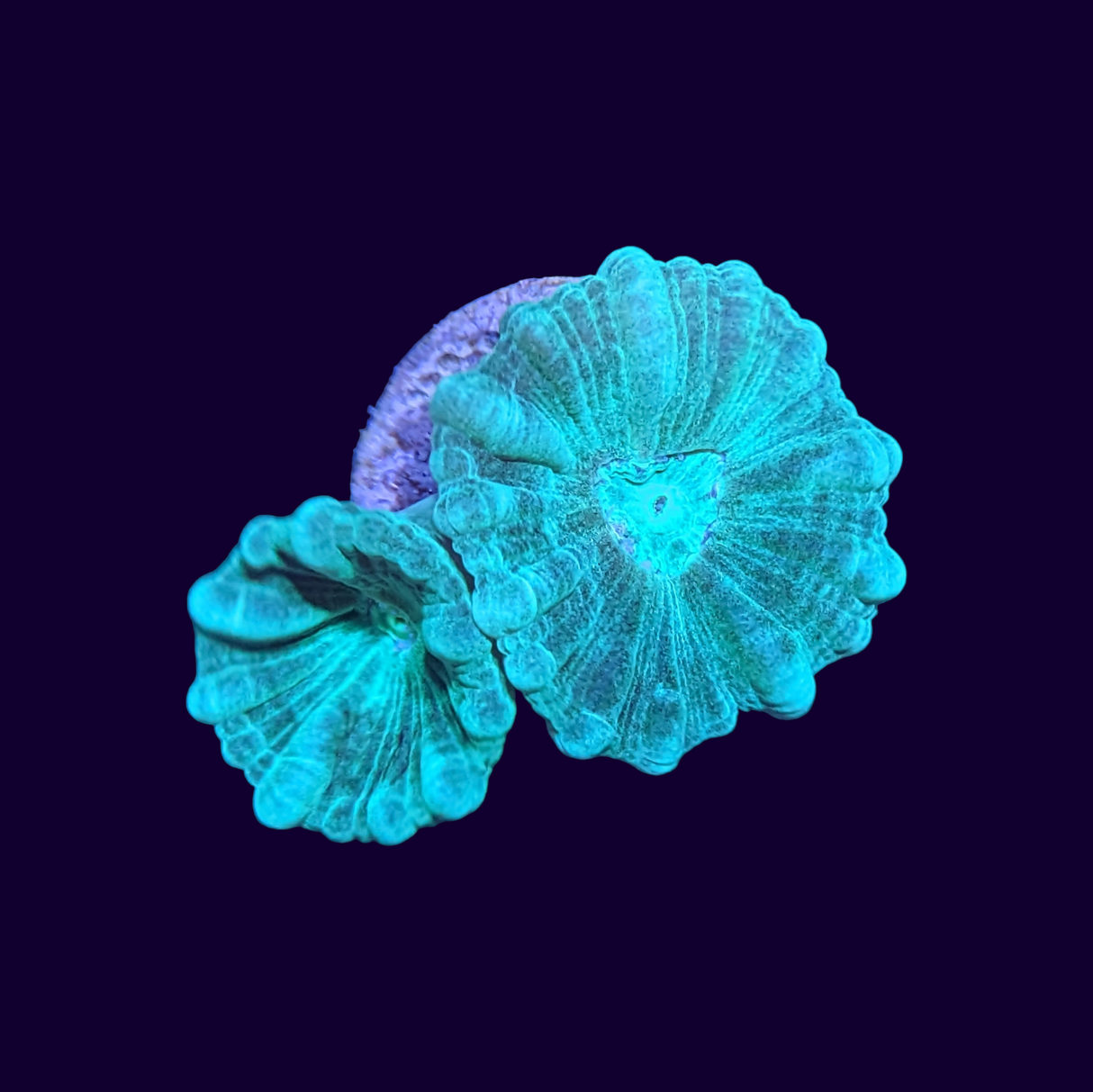 2 Head Neon Green Candy Cane