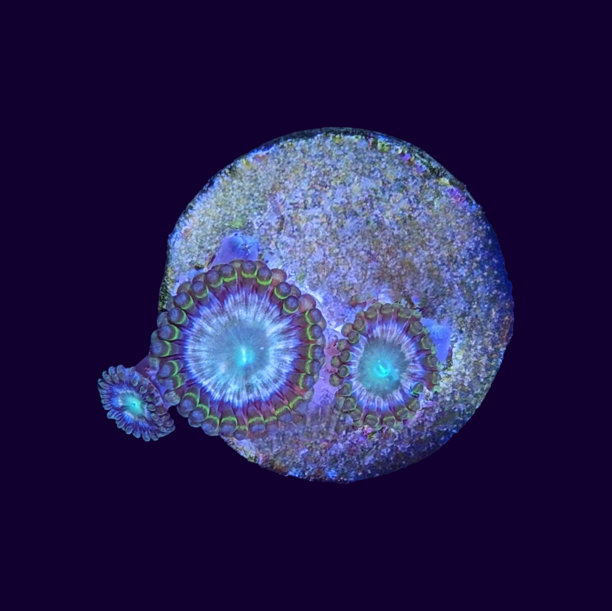 Hawaiian Punch Zoa Frag
