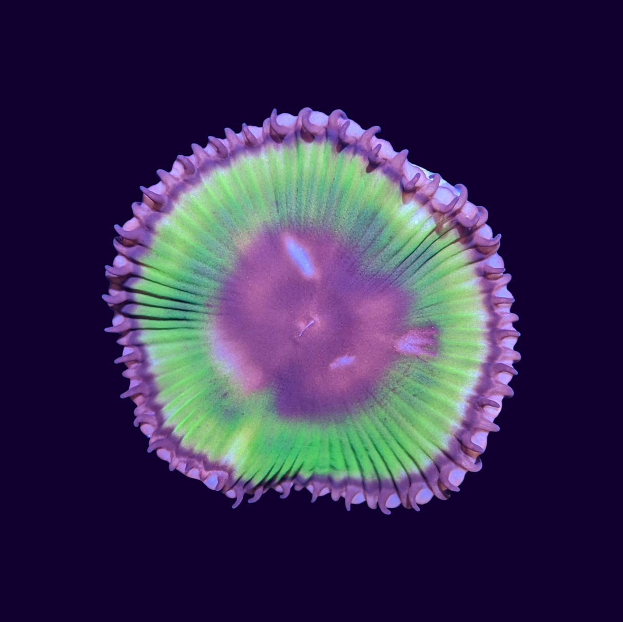 Grandis Paly Zoa (UK Grown)