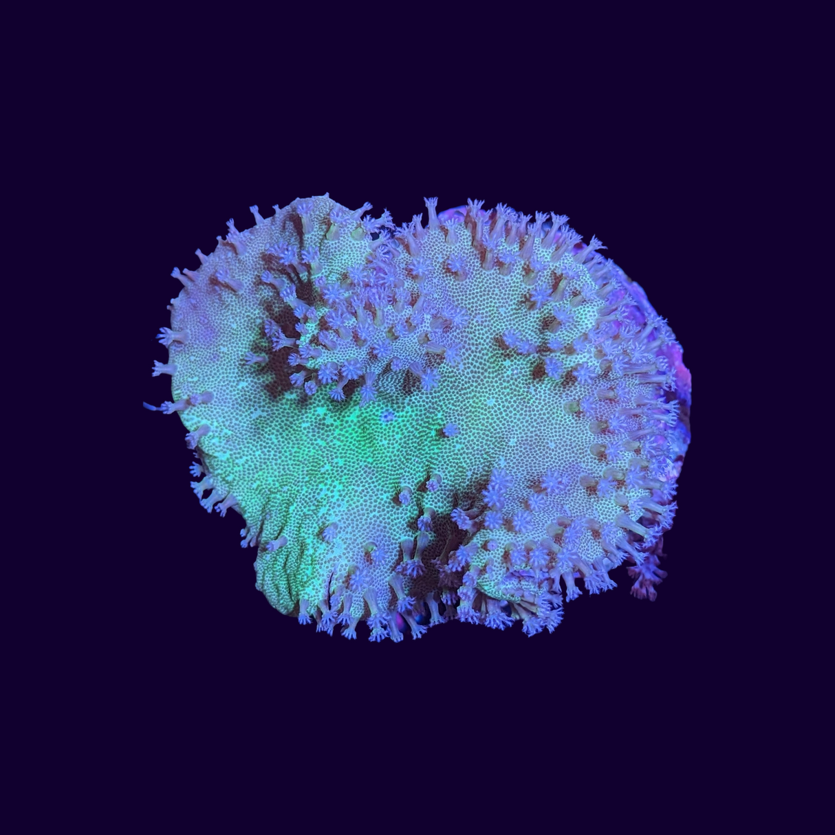 White Polyp Green Toadstool