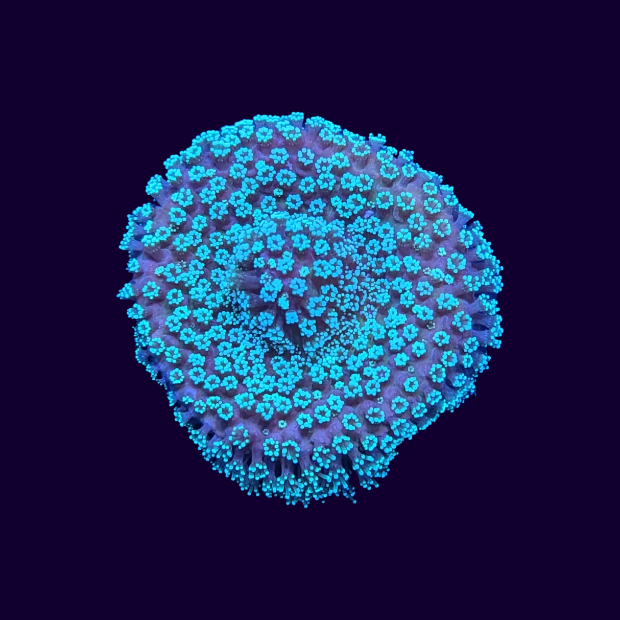 Acropora Frag