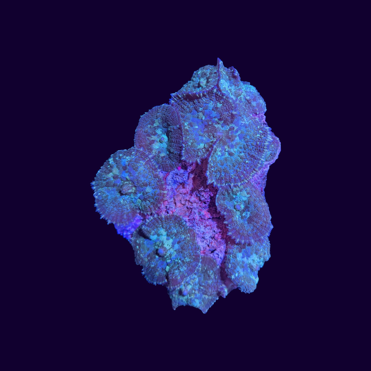 Rhodactis Mushroom Colony