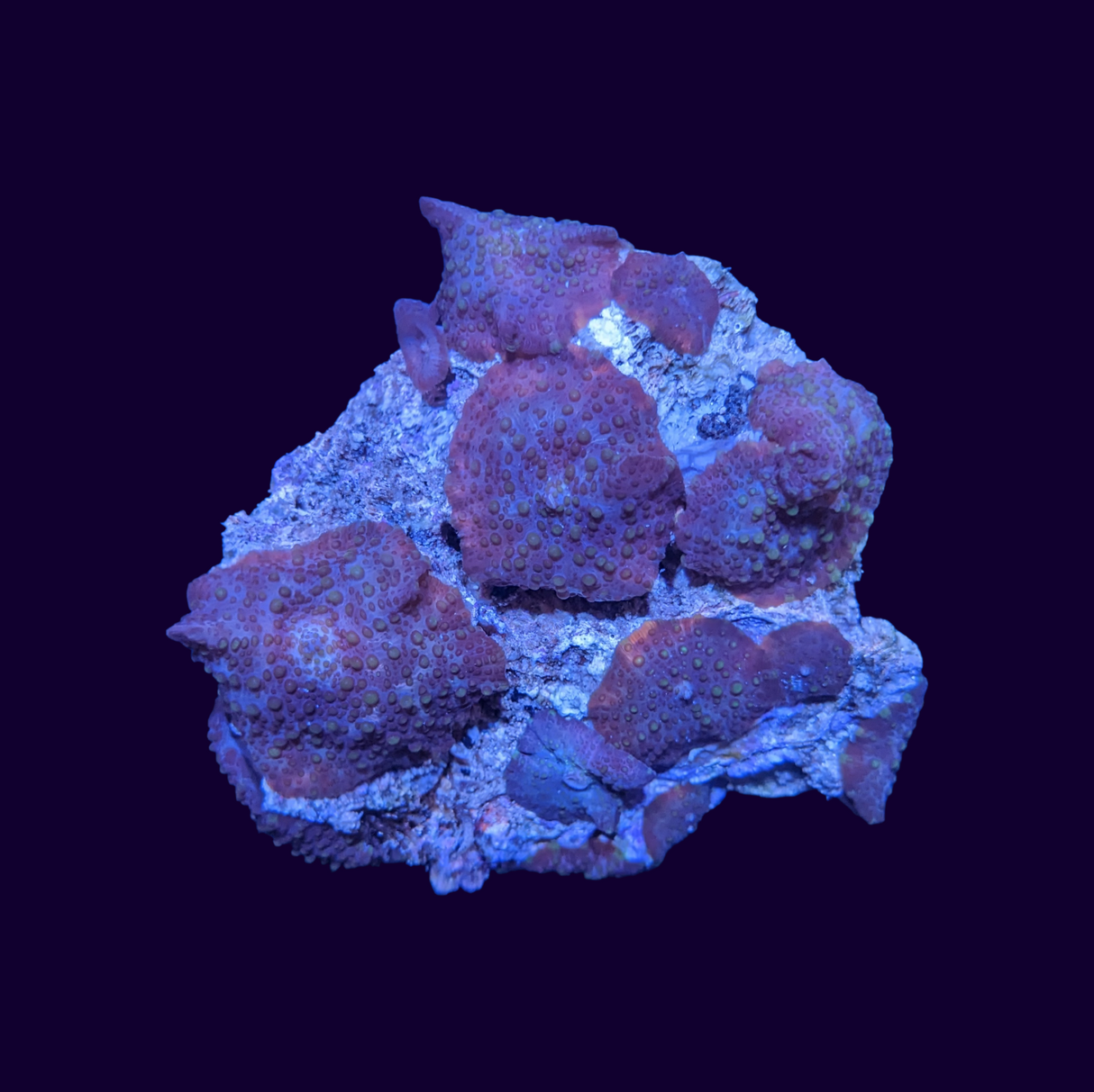 Spotted Discosoma Mushroom Colony