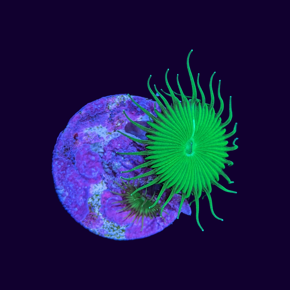 Green Paly Zoa