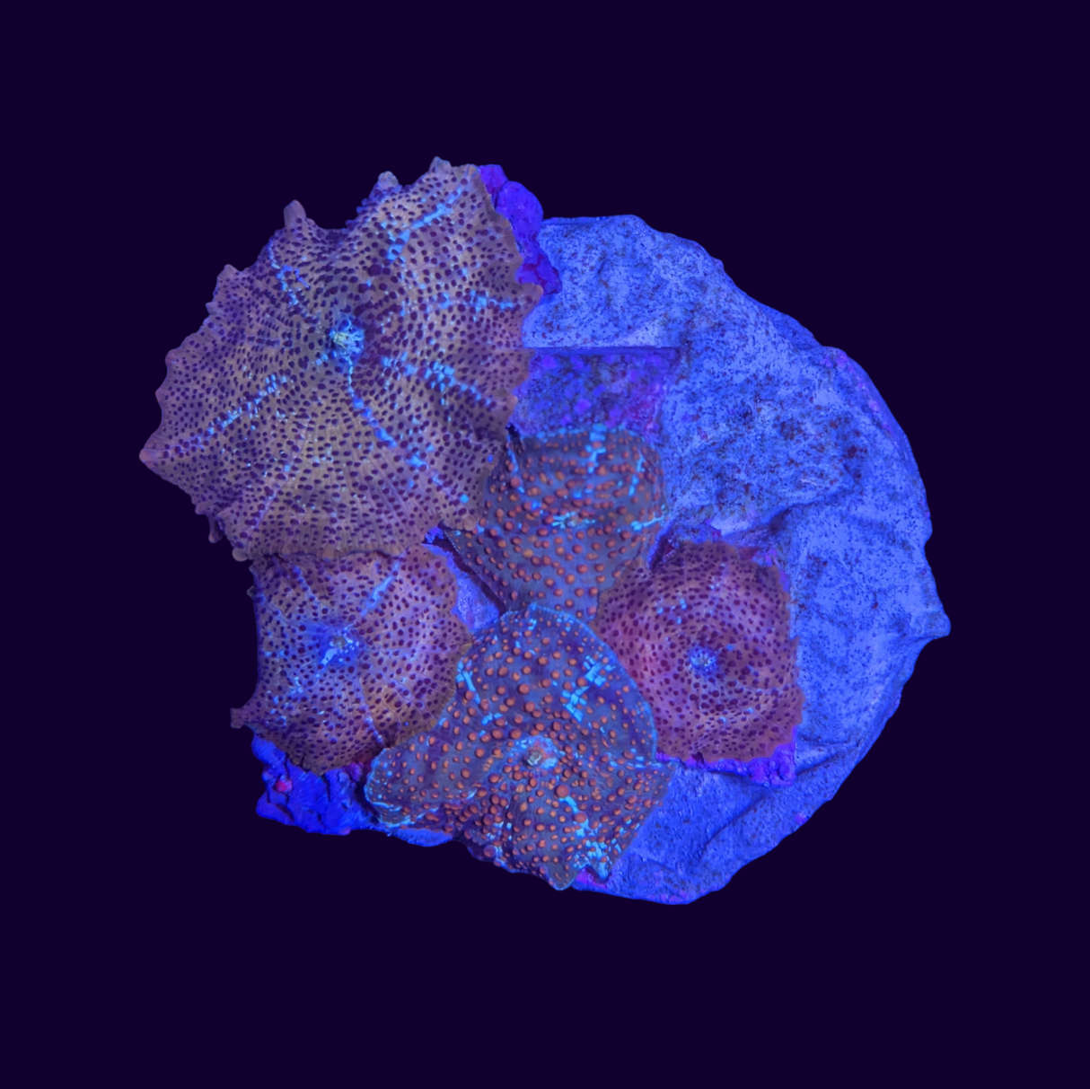 Leopard & Orange Spot Interstella Discosoma Mix Mushroom Colony