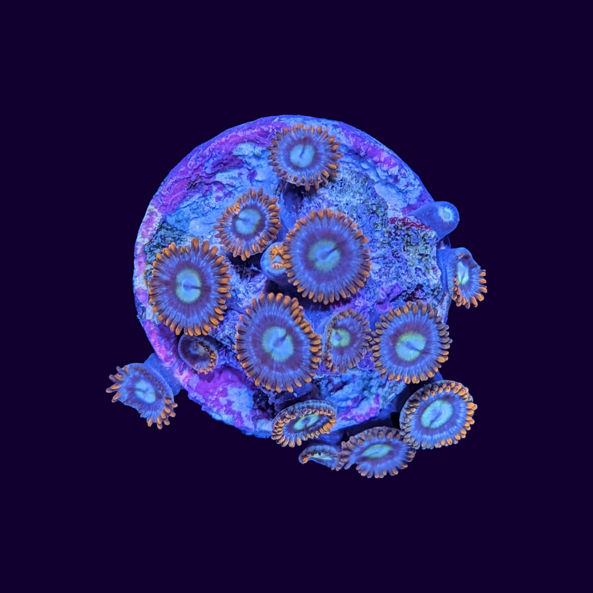 Fire and Ice Zoa