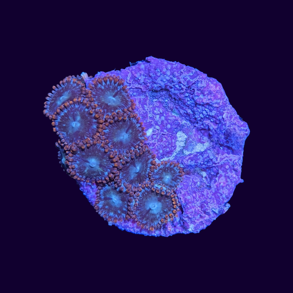 Zoa Frag
