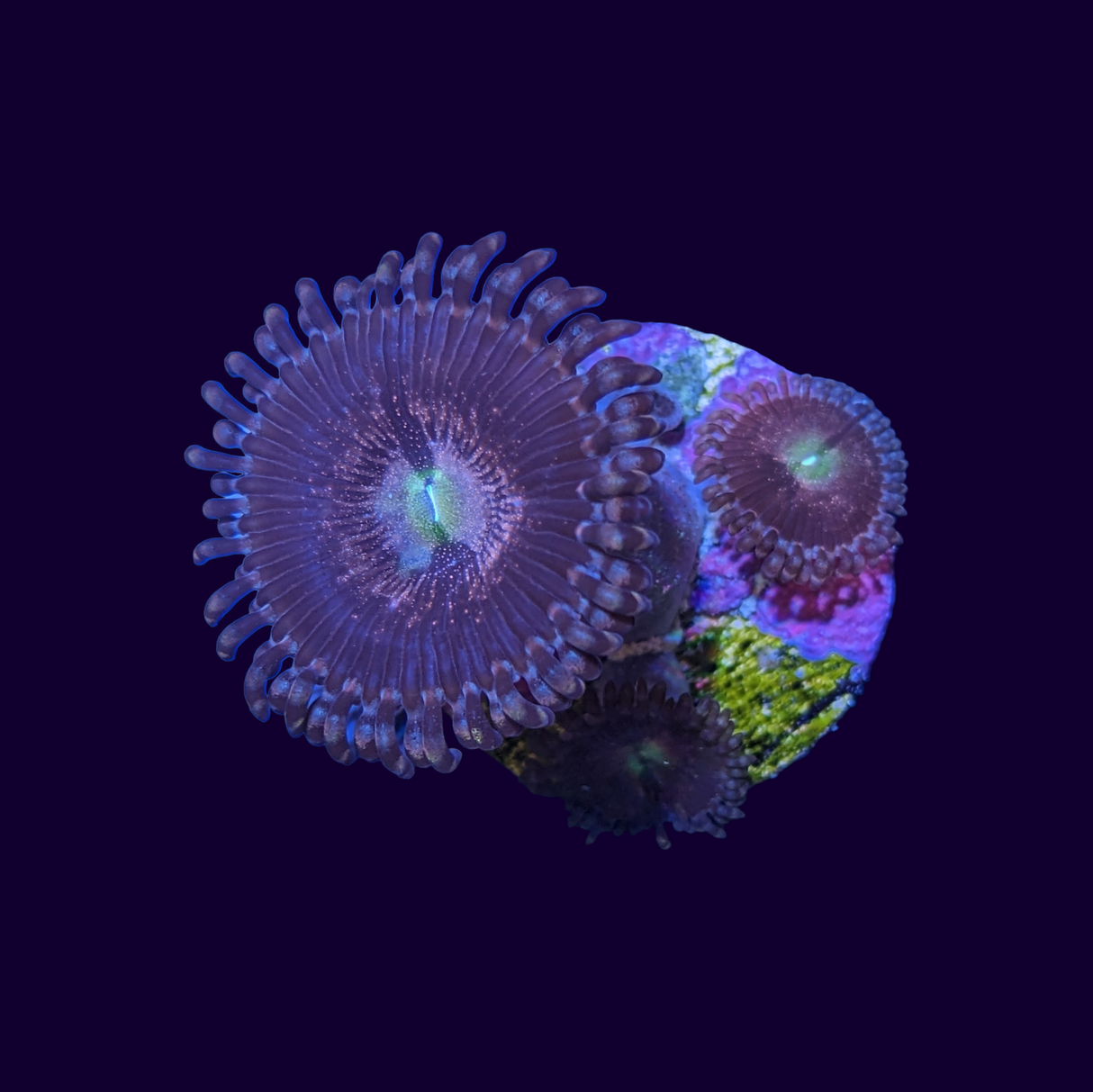 Purple Bee Zoa Frag 2 polyp (UK Grown)