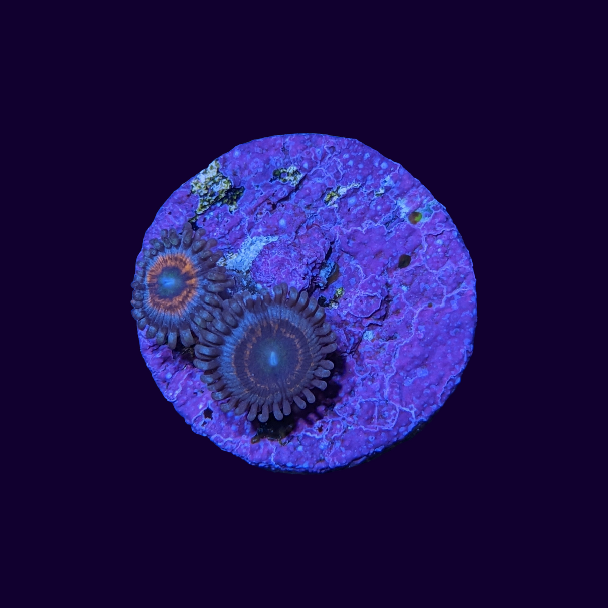 Zoa Frag