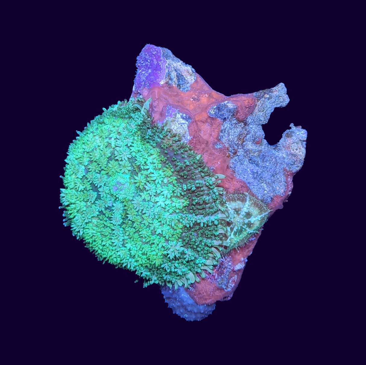 Green Hulk Rhodactis Mushroom