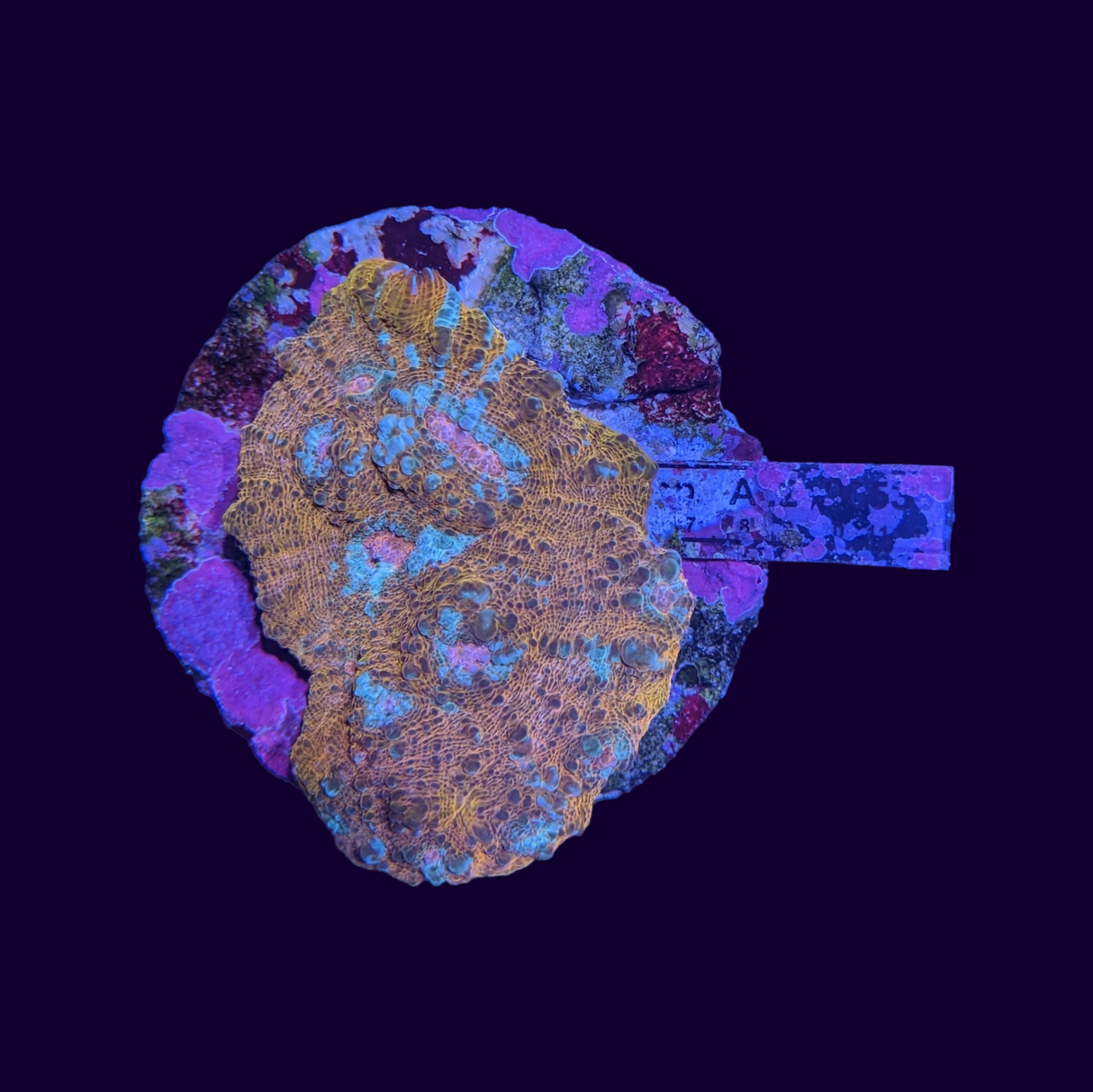 Chalice Blue and Orange Colony