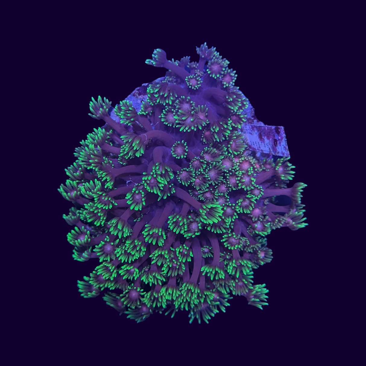 Goniopora Green and Pink Colony (Collection only)