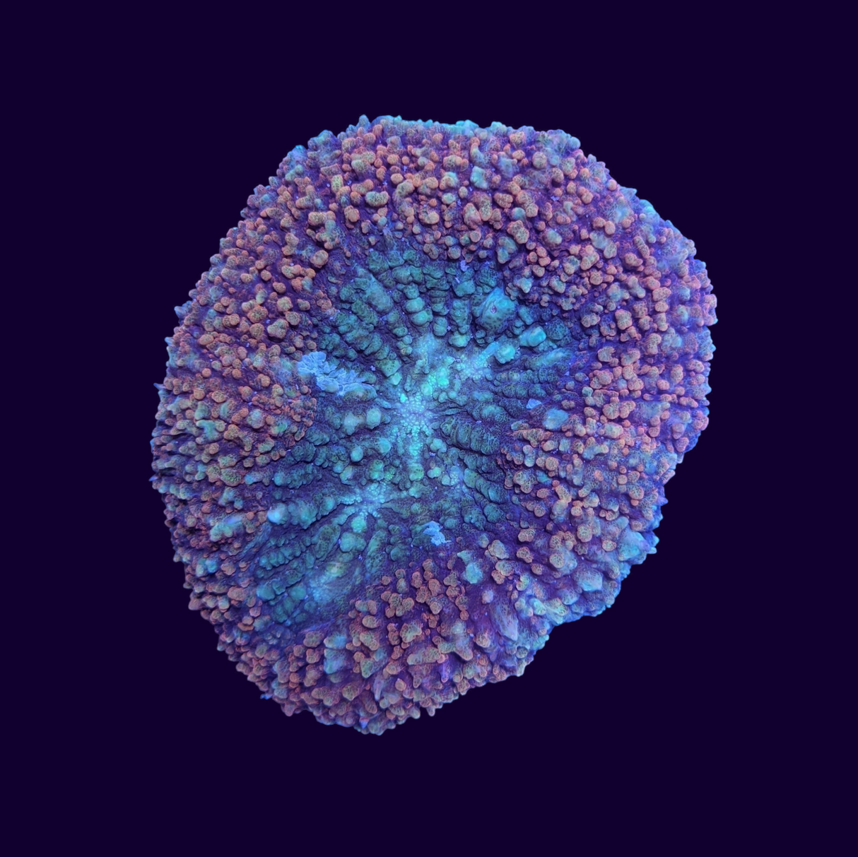 Lobophyllia (Collection Only)