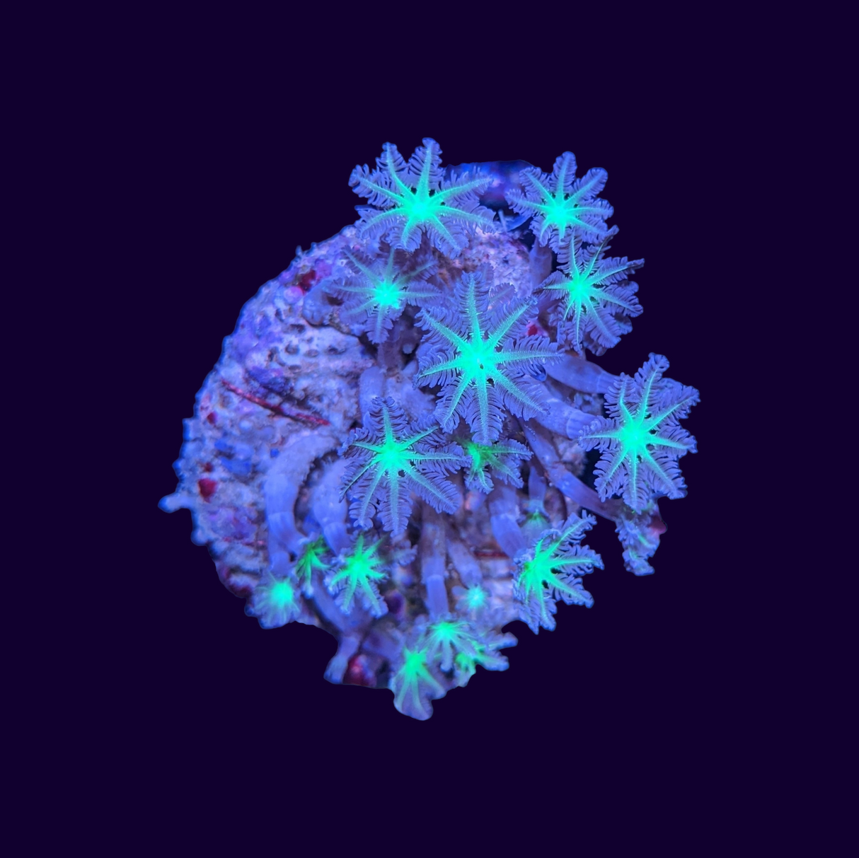 Tropicana Clove Polyp Colony